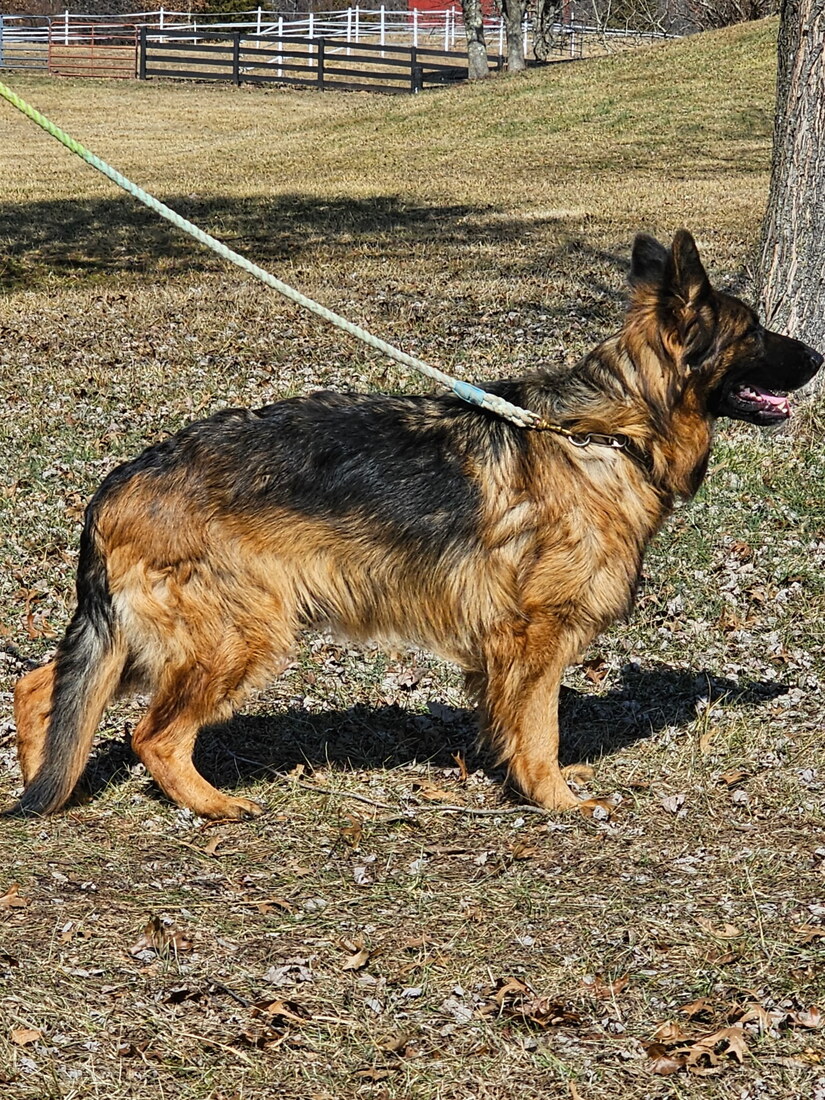 Neon Vom Hillhaus (Syndey)