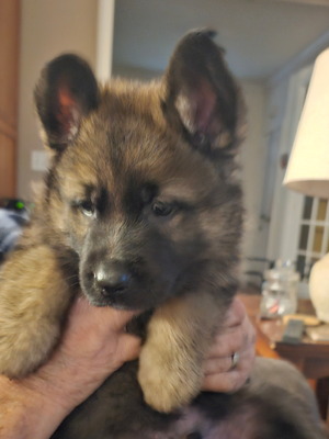 Blue puppy boy Long coat